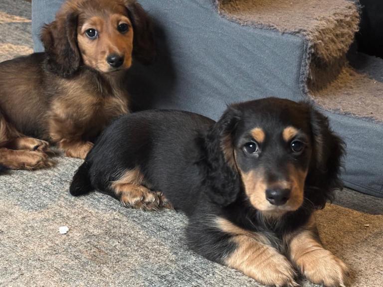 REDUCED KC REGISTERED MINIATURE DACHSHUND PUPPIES LOOKING FOR A LOVING HOME. 
