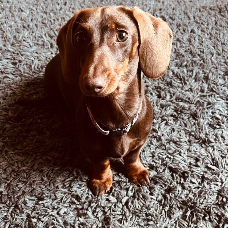 Dachshund 2 years old  
