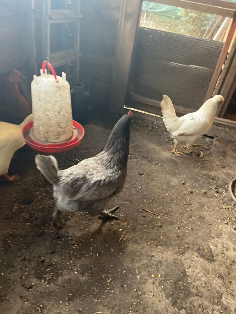 3 Ducks and 5  chickens 