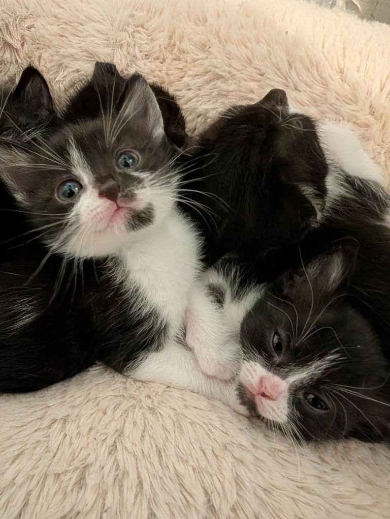 Stunning litter of black and white kittens