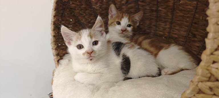 Calico girl and 4 White and Ginger male kittens for sale