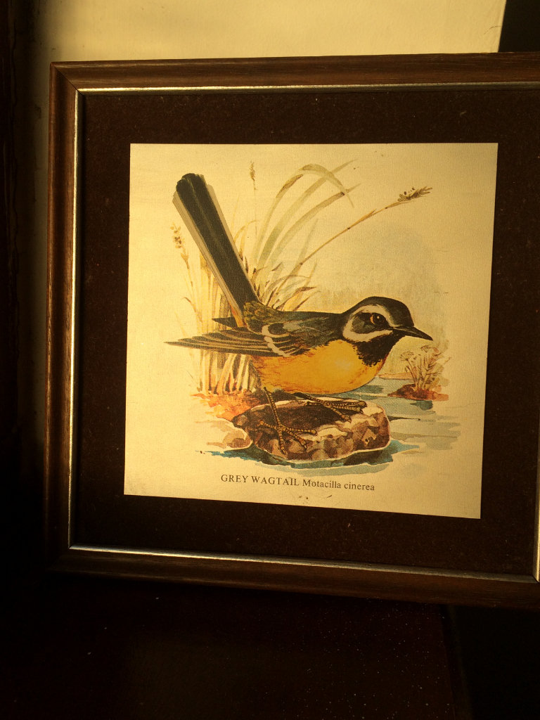 Vintage Framed Grey Wagtail Illustration