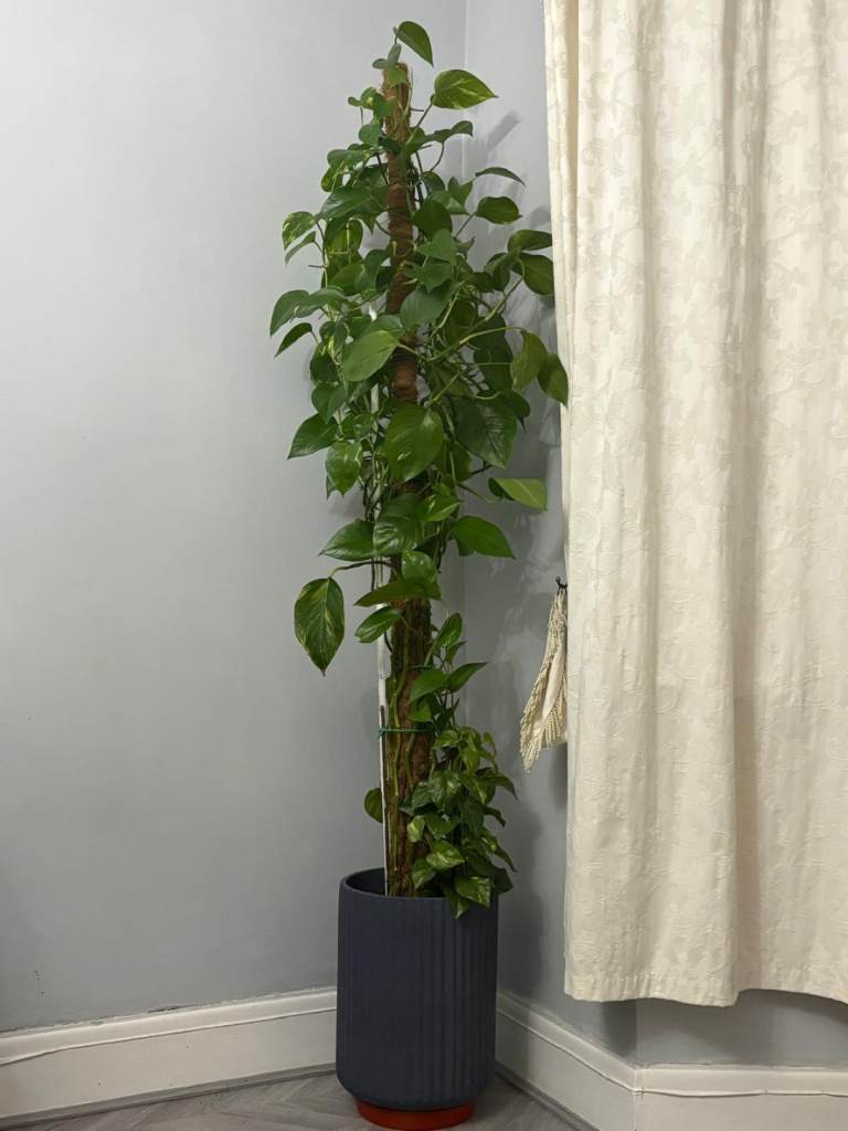 Money plant indoor for sale