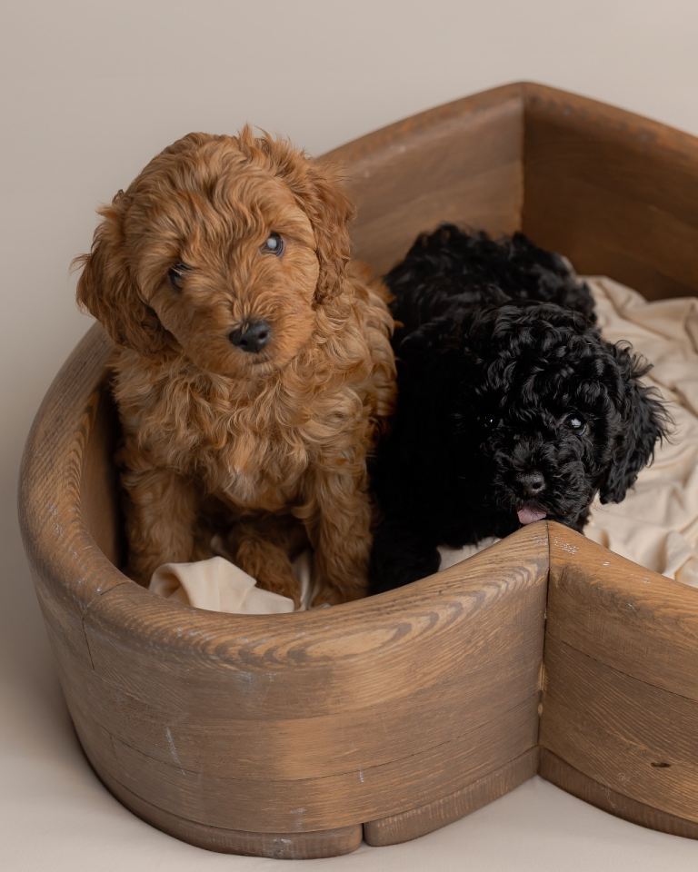 Beautiful F1b Cavapoo Girls Looking for Their Forever Homes