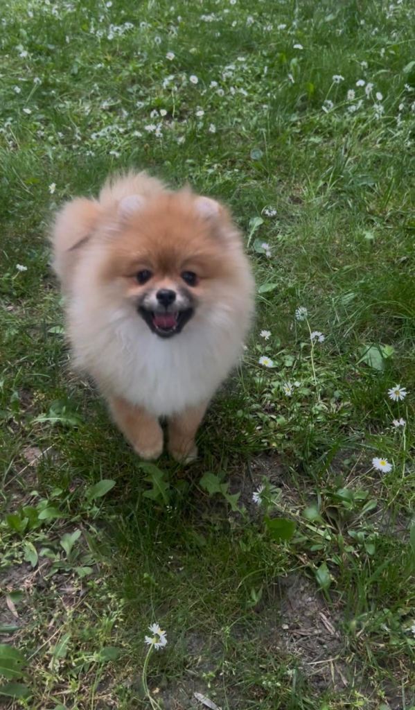 Purebred Pomeranian girl