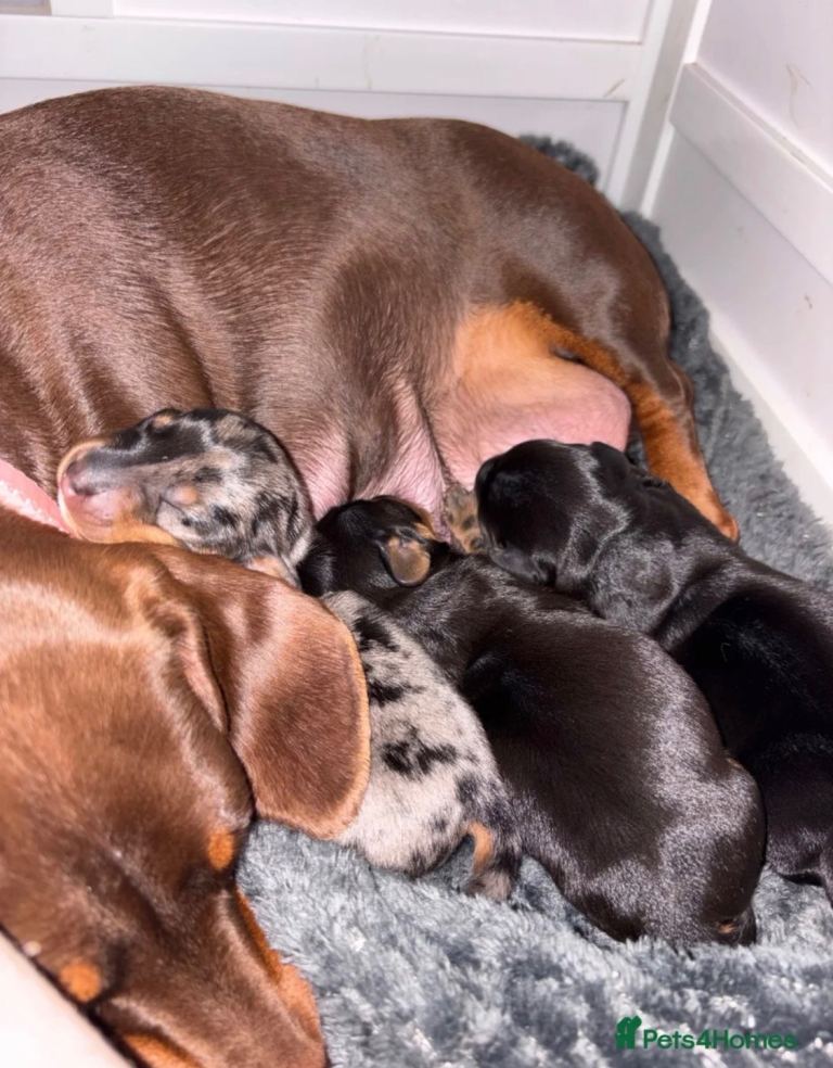 Miniature dachshund  puppies 