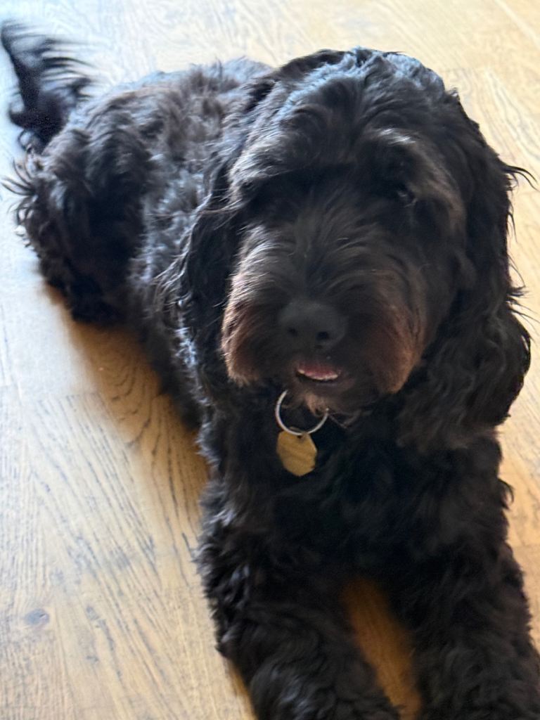 3 year old cockapoo 