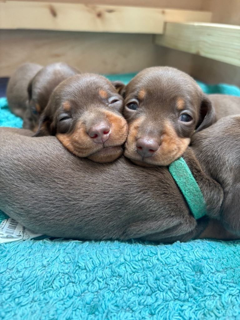 KC registered miniature dachshund 