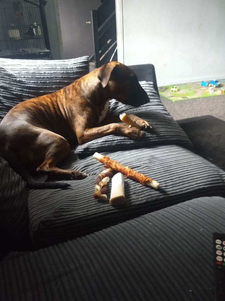 Looking for my forever home