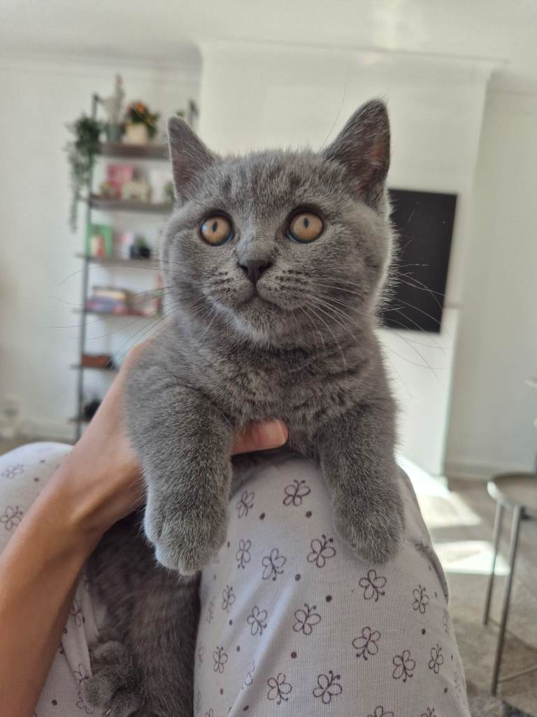 Blue male british shorthair kitten