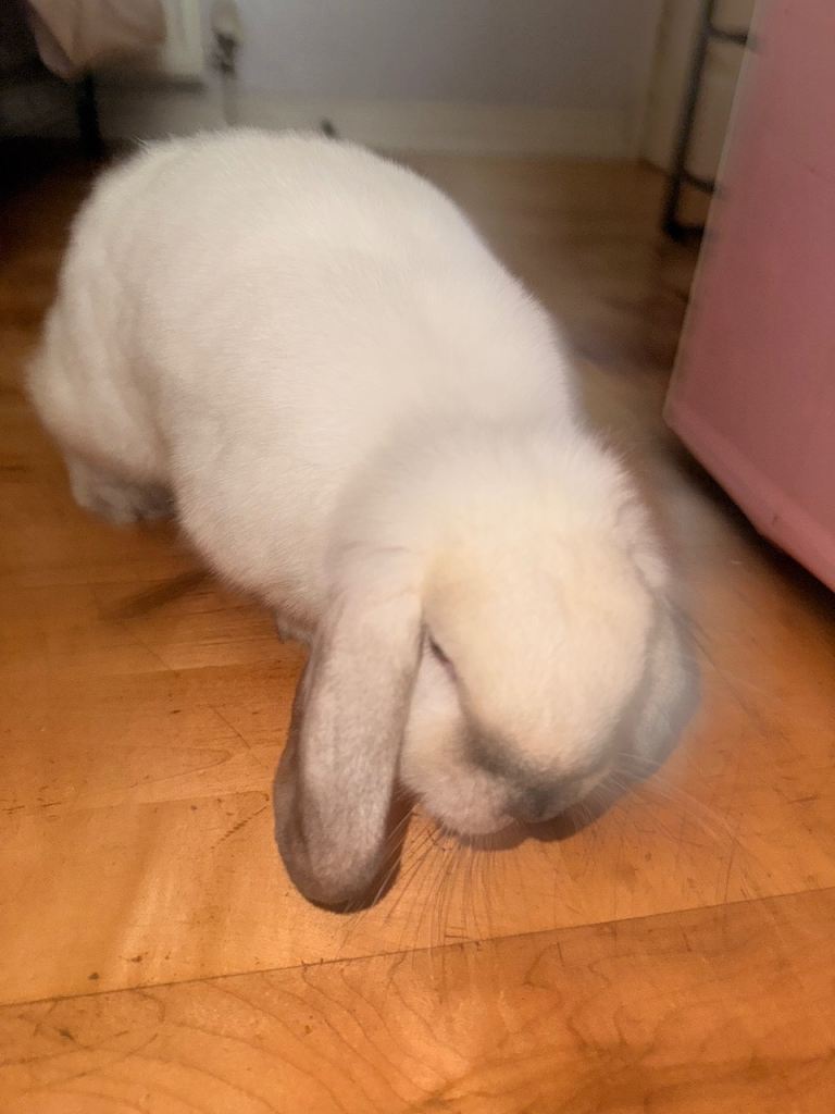 Lop bunny