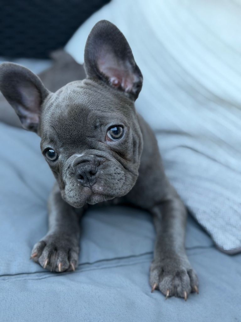 💖 Beautiful French Bulldog girl looking for her forever home.