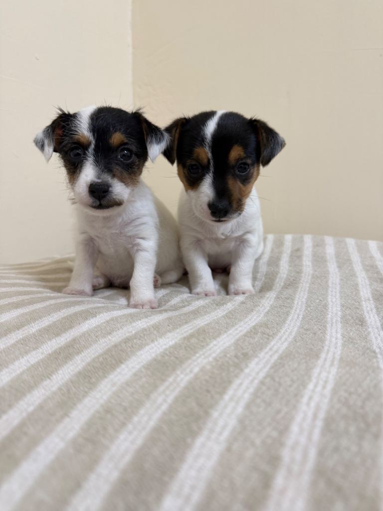 Jack Russell 