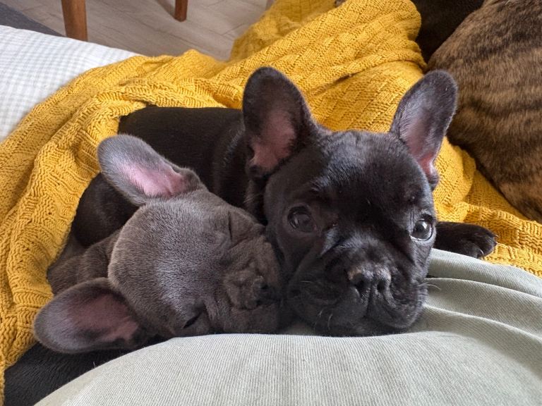 2 french bulldog girls left ready to go ❤️
