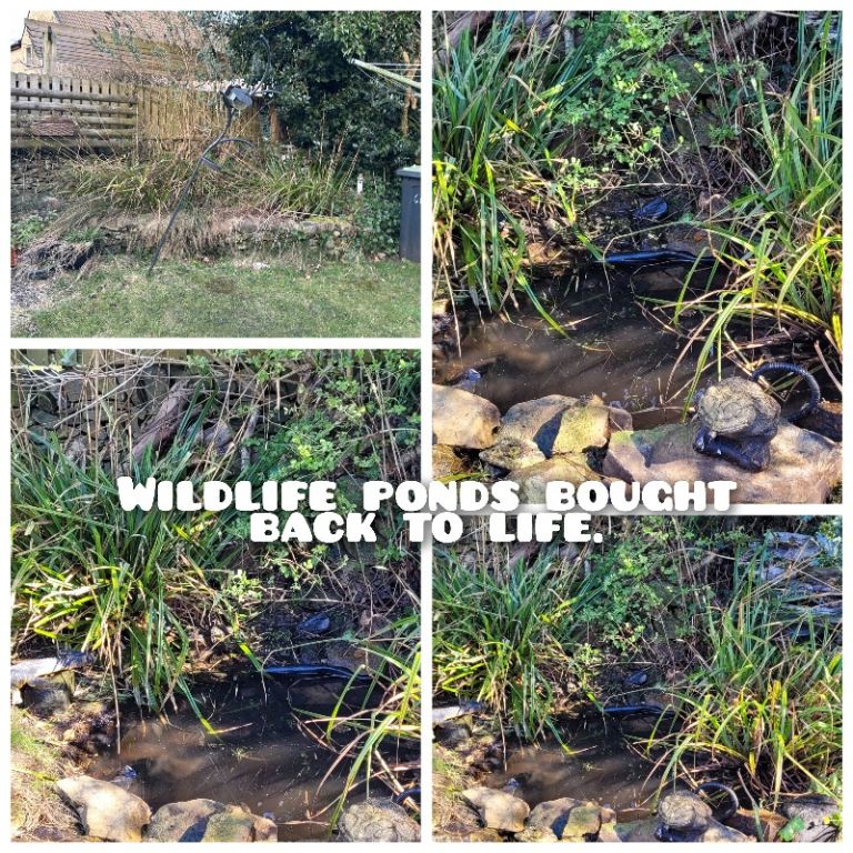 Pond services 
