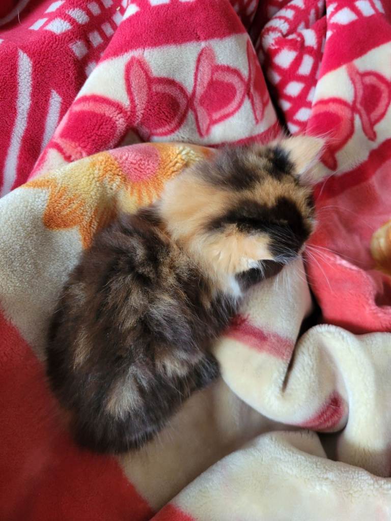 11 week old kitten /female 