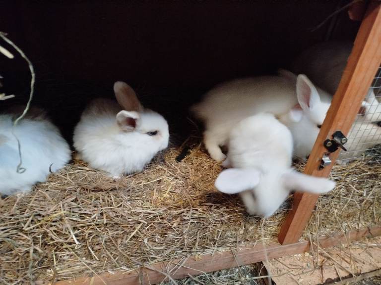 Baby mini lops 