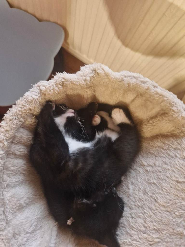 British Short Haired kittens 3 boys 3 girls