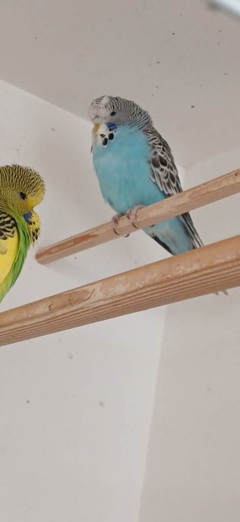Baby budgies for sale and adults
