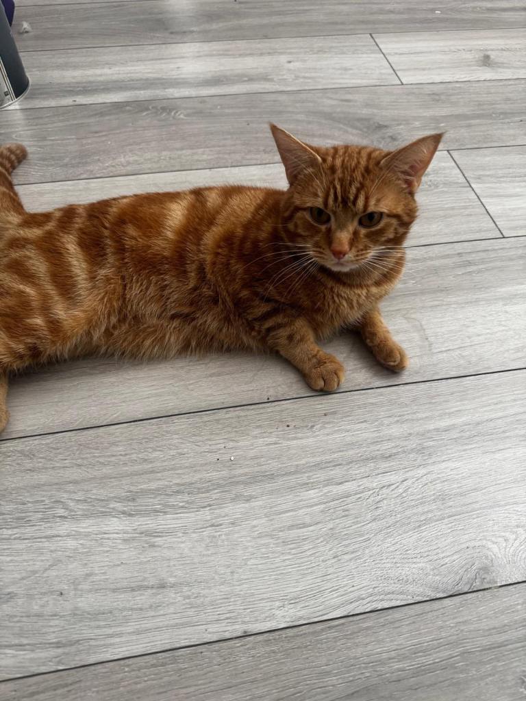 🐾 2-Year-Old Male Cat for Rehoming 🐾
