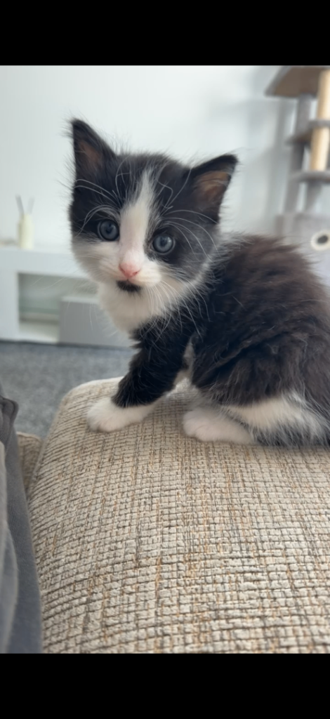 Kittens 