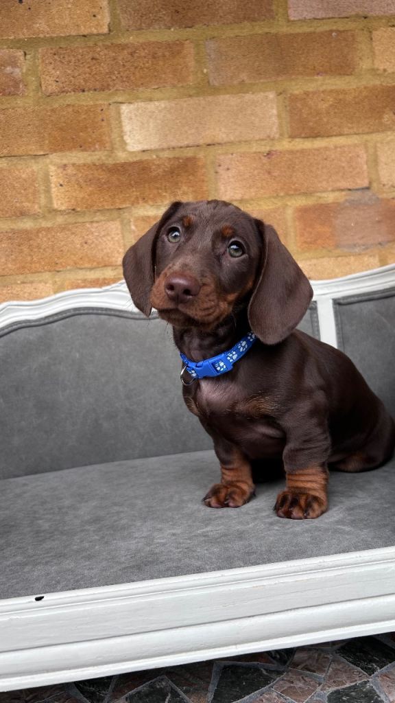 Standard Dachshund puppies 
