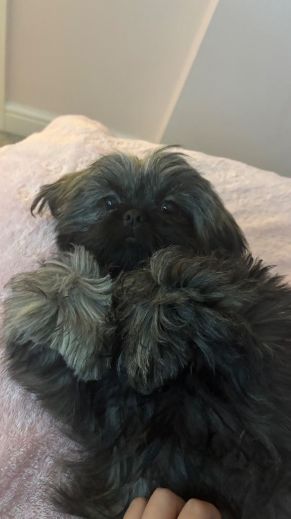Shih tzu