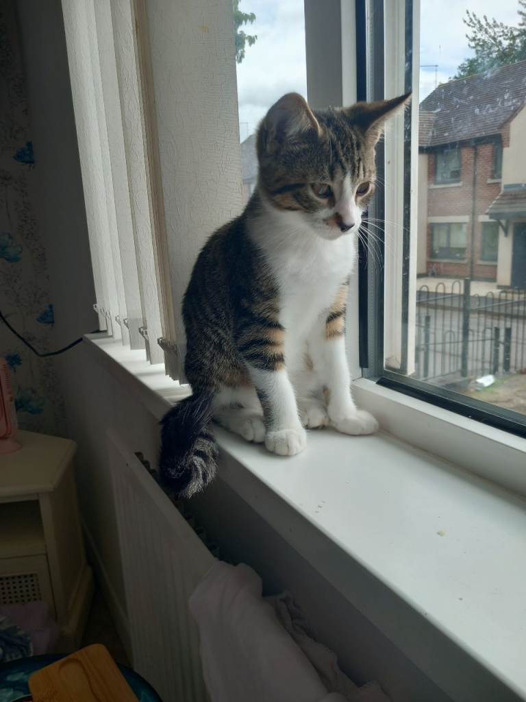 Beautiful tabby boy cat.