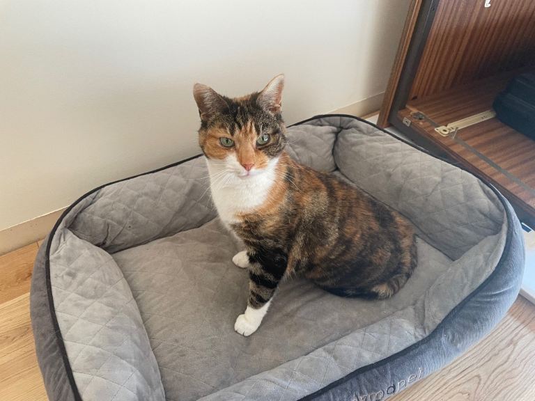 Tortoise shell / calico female cat