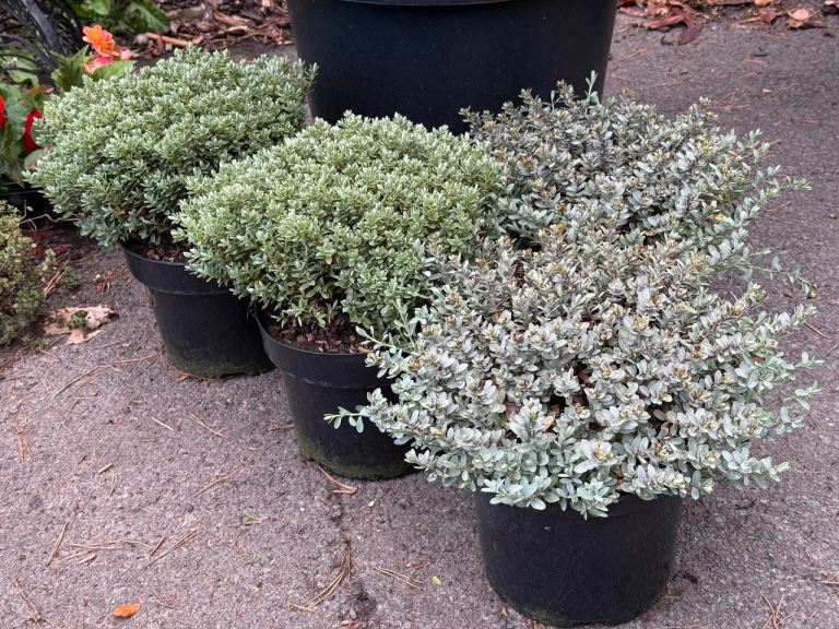 White perennials, evergreen trees & shrubs, 