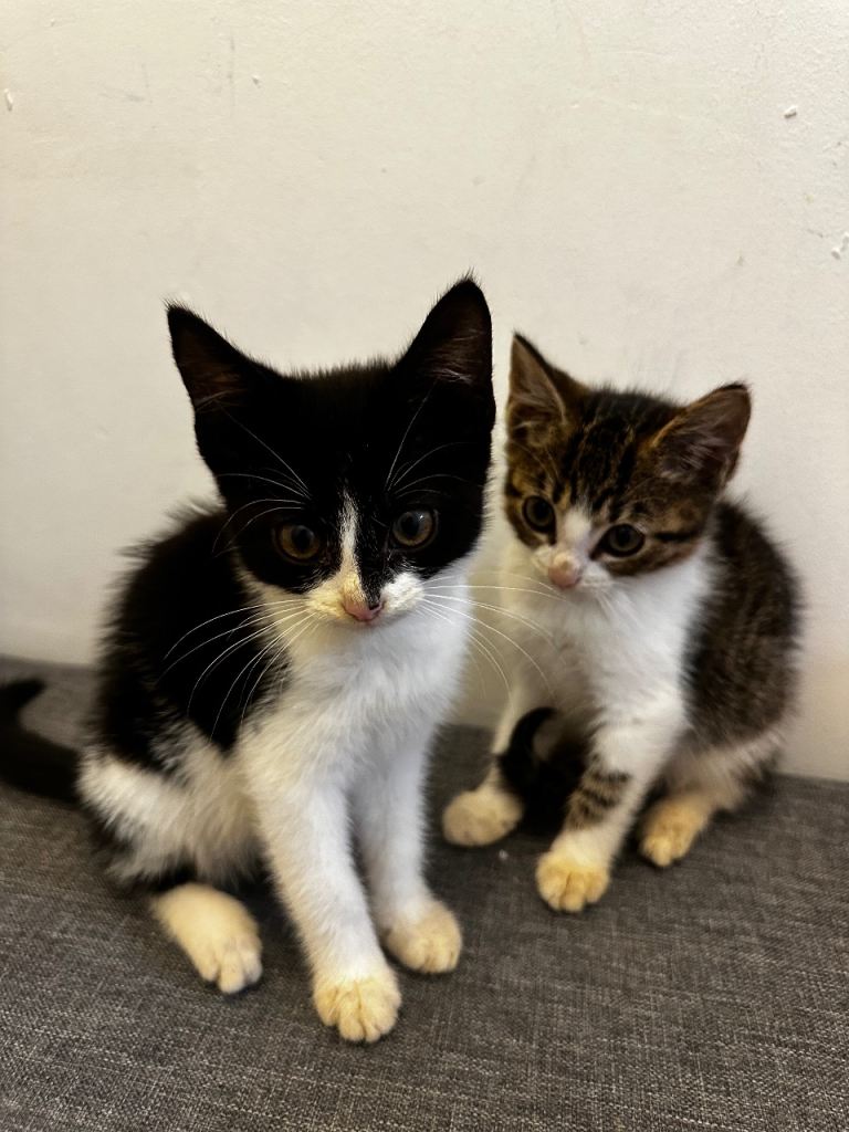 🐱 Two Adorable Kittens for Sale – Black & White and Tabby �