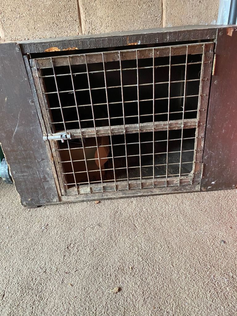 Dog Box 