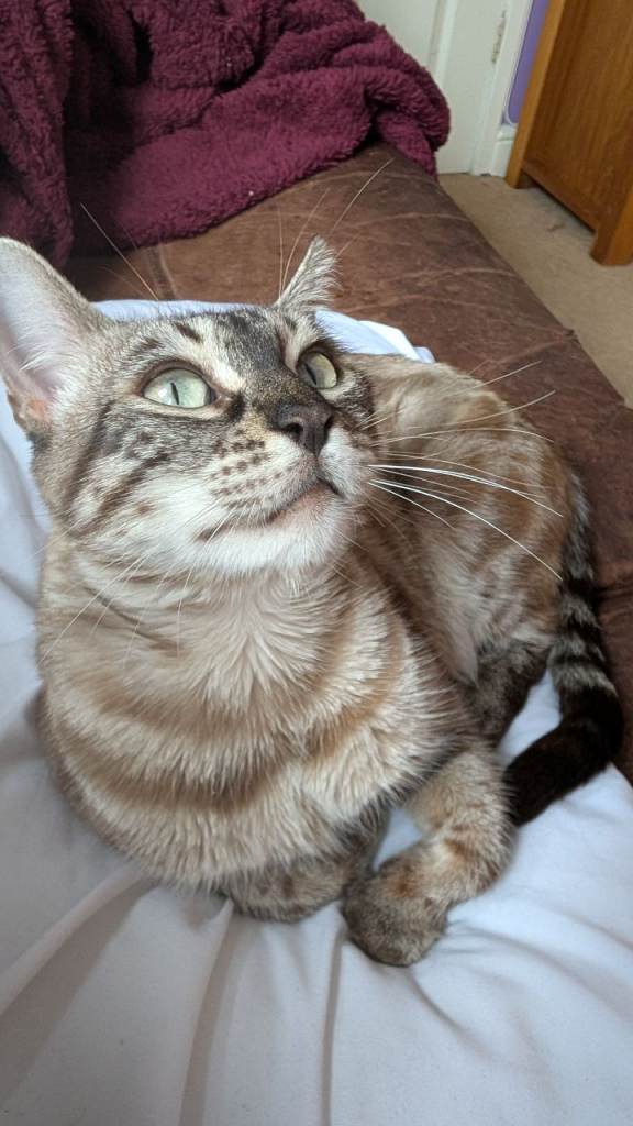 Beautiful Bengal Female (spayed)