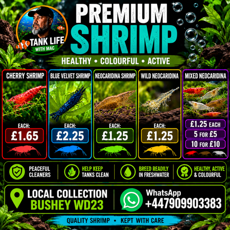 🐟 Home-Bred Tropical Fish (guppies, corys, swordtails) , Shrimp, Plecos, Snails & Live Plants