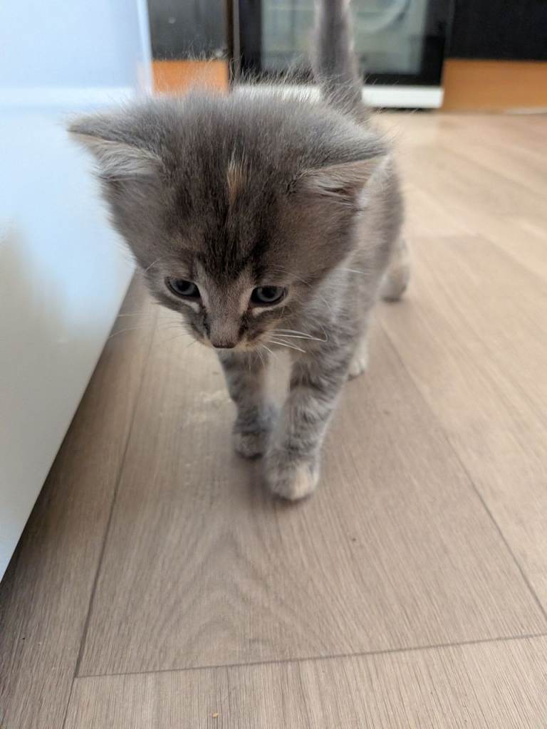 Kittens for sale - 4 reserved 