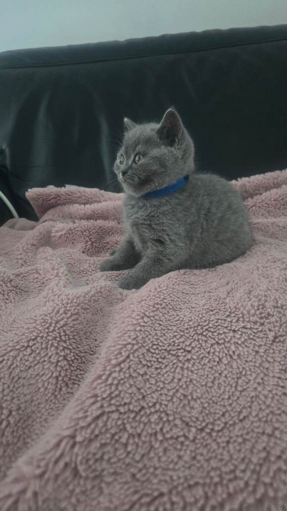 British cats