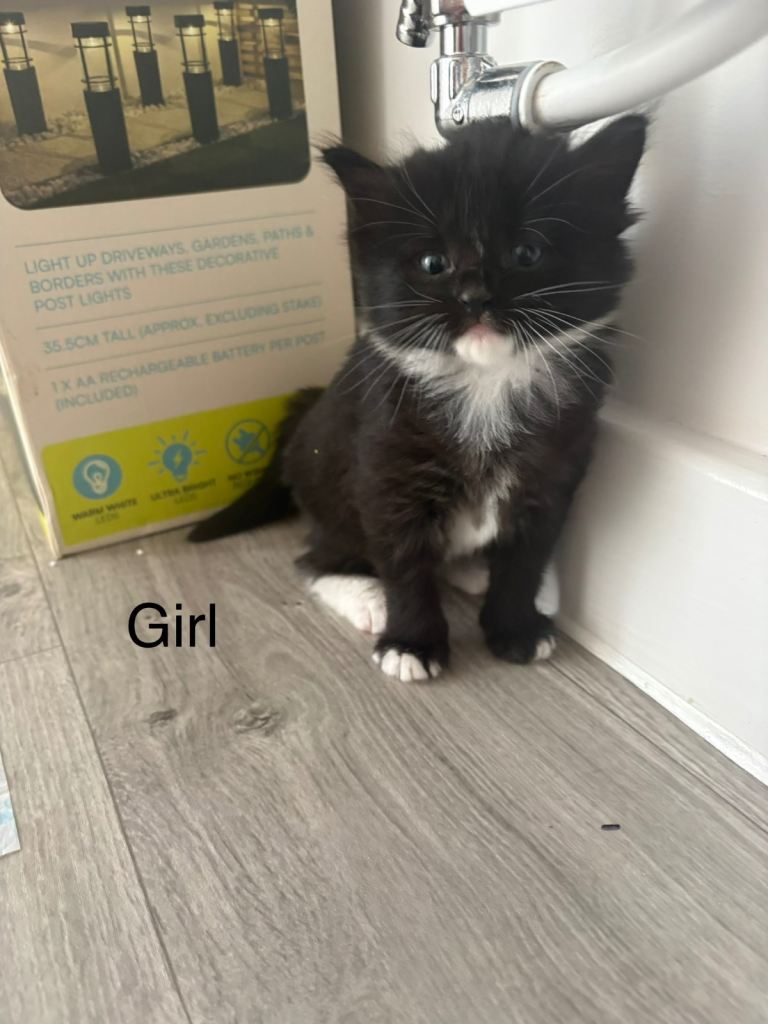 Siberian X Ragdoll