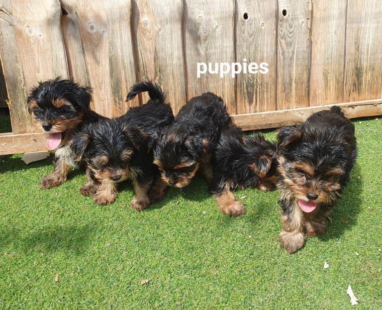 Yorkshire terrier puppies 8 weeks old 