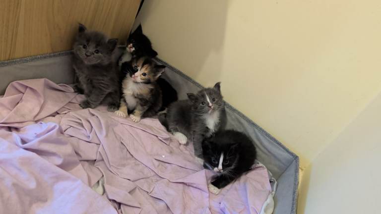 Maine Coons for sale 