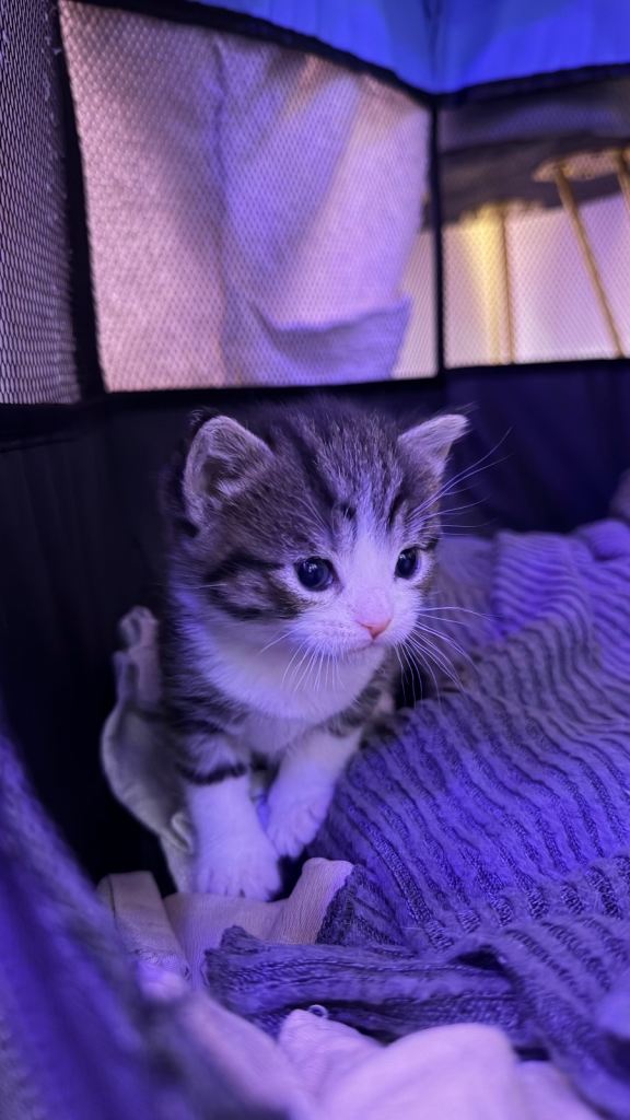 Adorable male kittens 