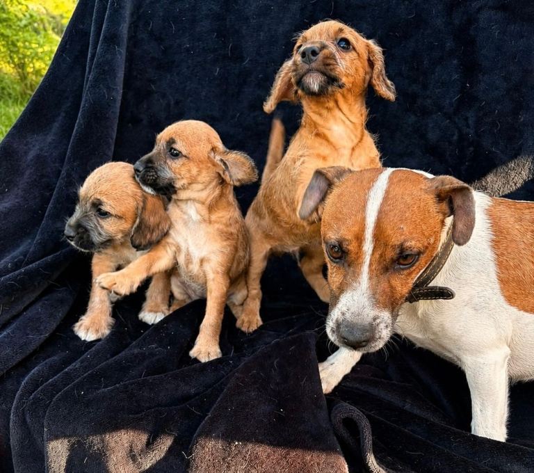 Jackapoo’s for sale