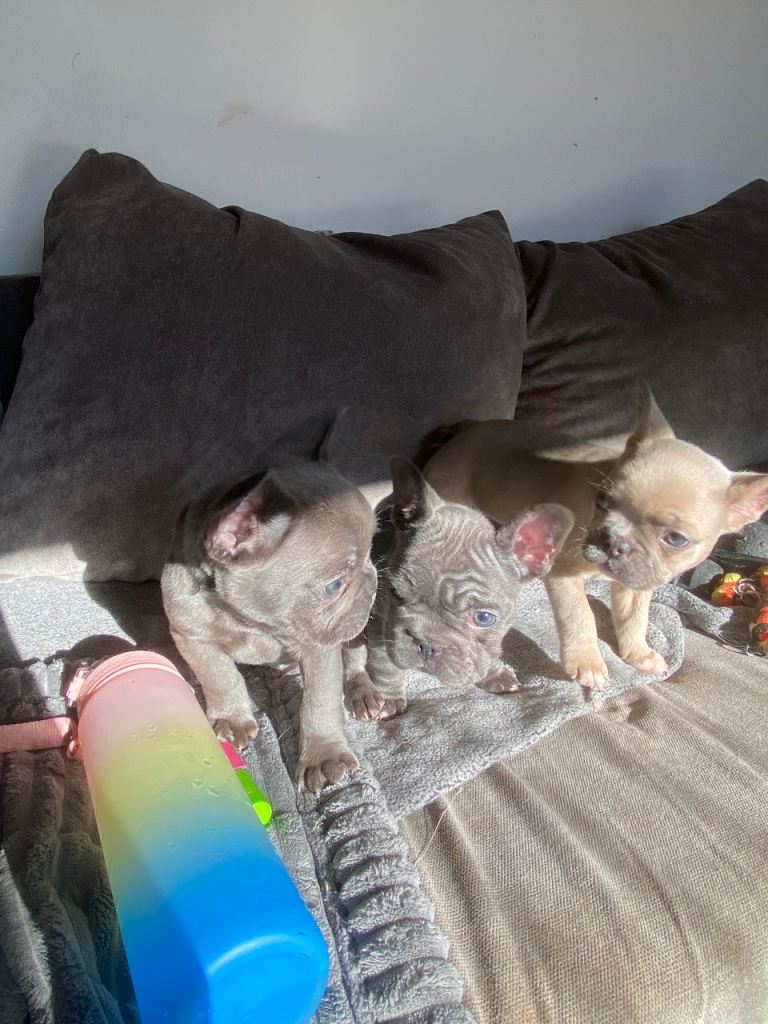 champion french bulldogs