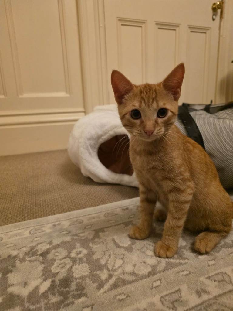 Orange Male Kitten 14 weeks old 