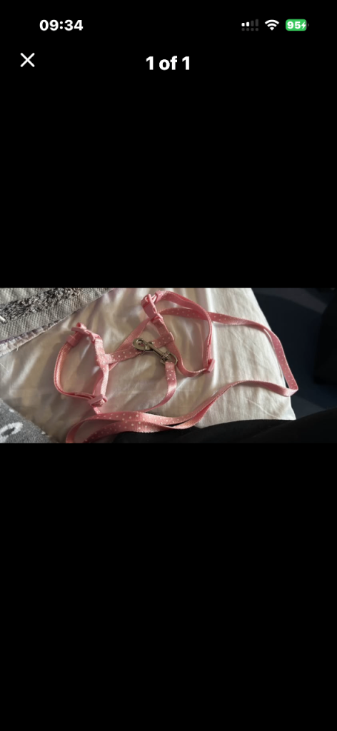 Rabbit and lead and harness 