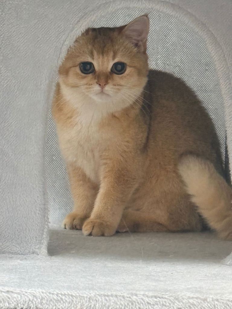 British shorthair 2 kittens 