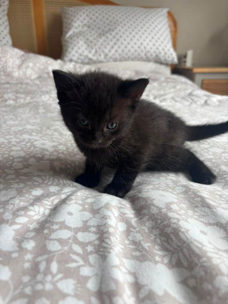 Mum and 5 kittens