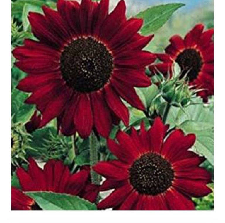 Seeds and plants 