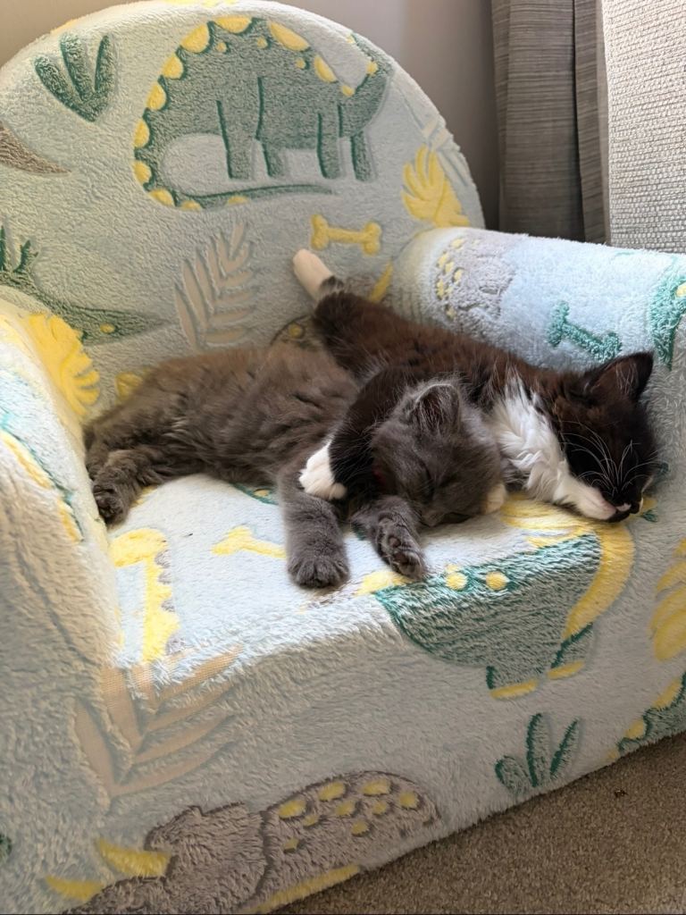 Two kittens 
