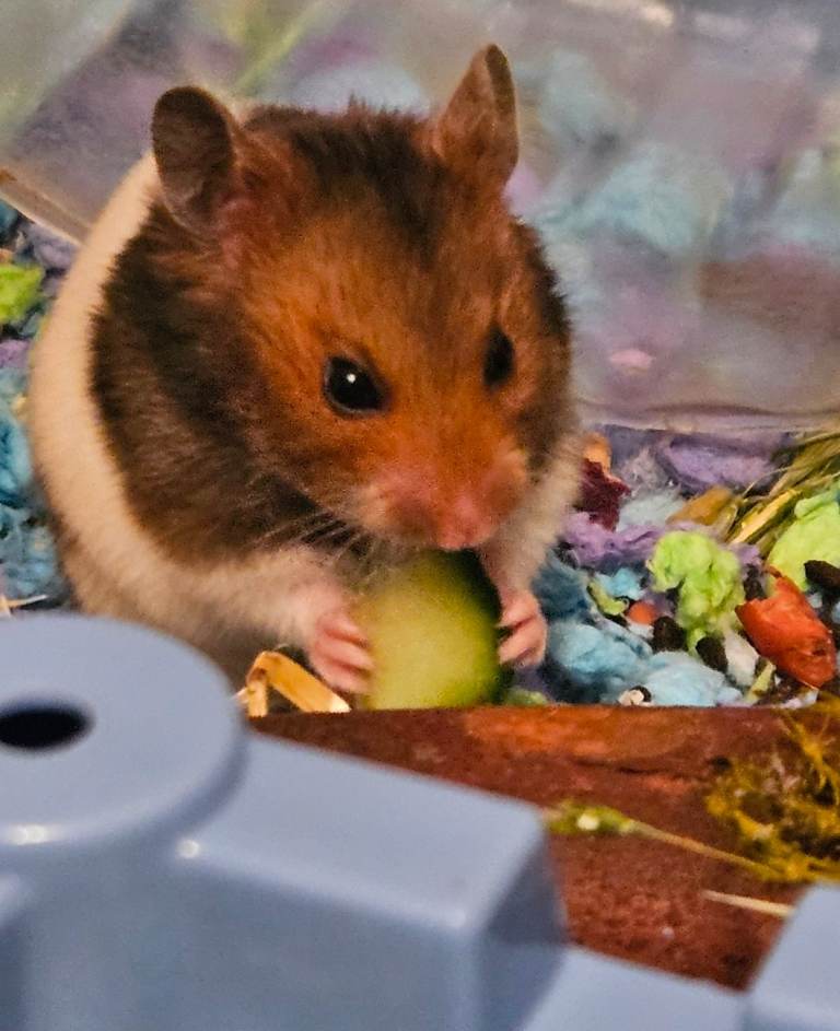 Hamster and loads of accesories including cage