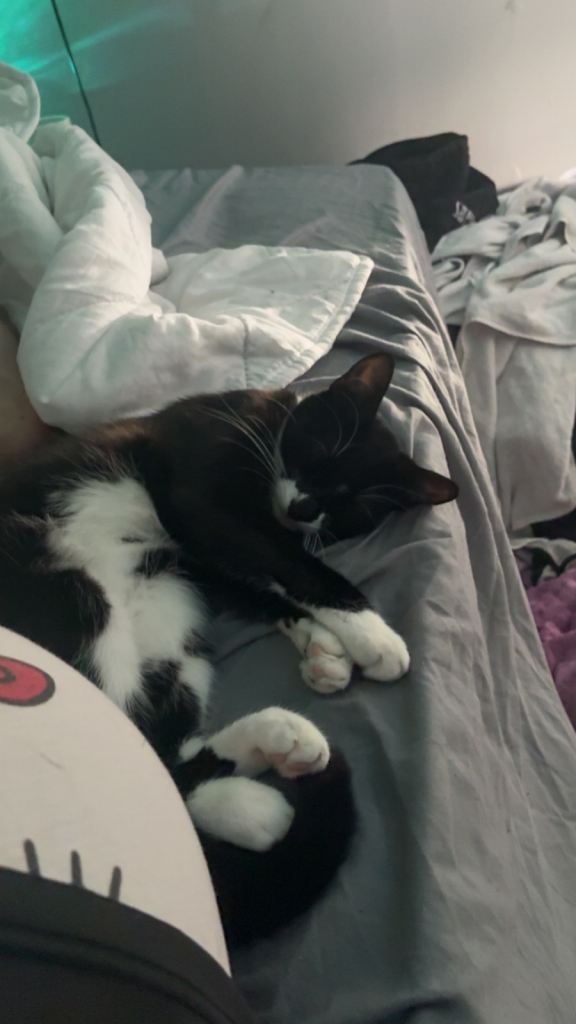 1 year old indoor female cat